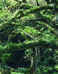 A vine-laden tree in the garden.