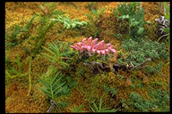 Hydrophilic plants crowd the sides of La Soufrière.