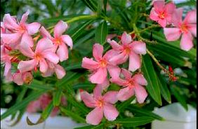 Lovely flowers from the constant rain.