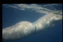 A woman in a g-string swimming under water.